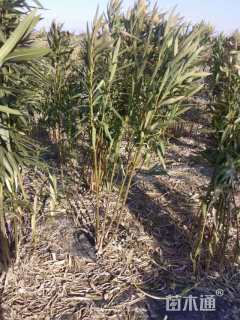 高度160厘米夹竹桃