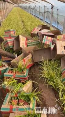 高度25厘米金叶石菖蒲