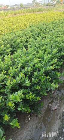 高度40厘米金森女贞