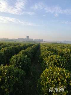 冠幅100厘米大叶黄杨球