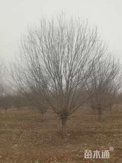 18公分绚丽海棠