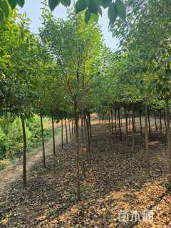 5.5公分大叶女贞