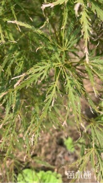 高度200厘米羽毛枫