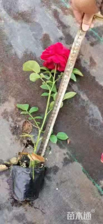 高度30厘米欧洲月季