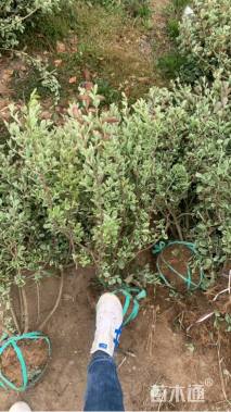 高度80厘米火焰卫矛