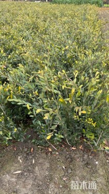 高度40厘米蚊母