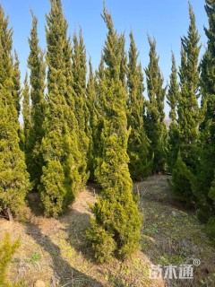 高度200厘米龙柏