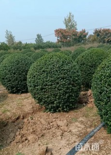 冠幅150厘米小叶女贞球