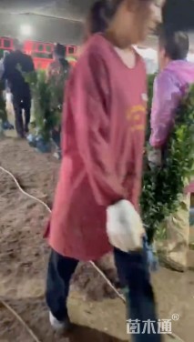 高度35厘米大叶黄杨