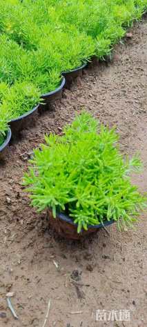 高度10厘米金叶佛甲草