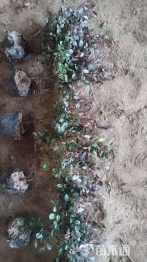 冠幅20厘米红花继木球