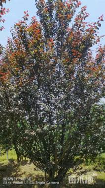 10公分紫叶李