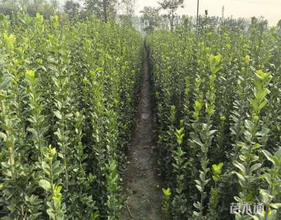 高度60厘米北海道黄杨