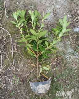 高度40厘米海桐