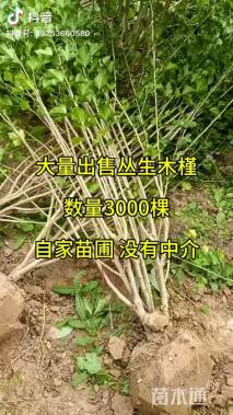 高度150厘米丛生木槿