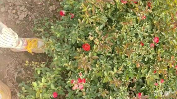 高度60厘米丰花月季