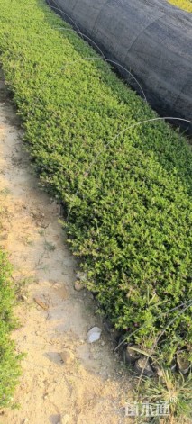 高度20厘米满天星