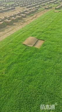 草卷状百慕大草