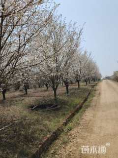 高度3000厘米羽毛枫
