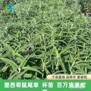 高度25厘米墨西哥鼠尾草