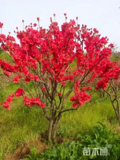 高度100厘米映山红