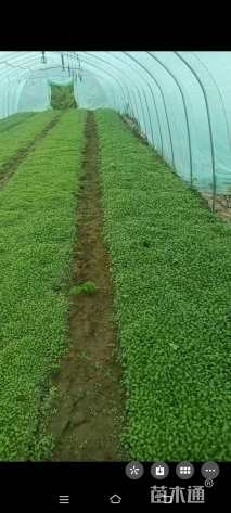 高度15厘米柳叶马鞭草