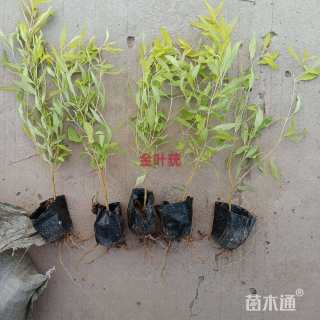 高度20厘米金叶莸