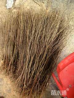 高度100厘米榆树小苗