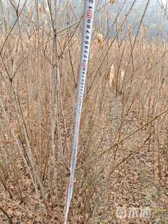 高度140厘米乌桕小苗