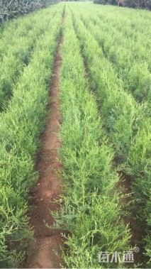 高度50厘米侧柏