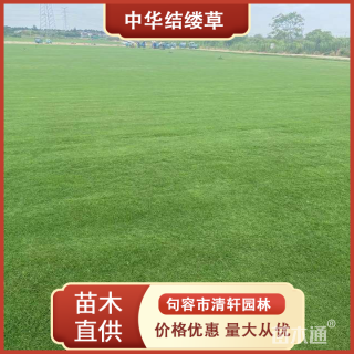 草卷状中华结缕草