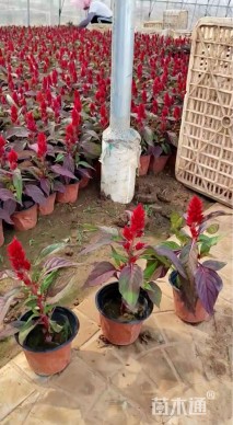 高度15厘米鸡冠花