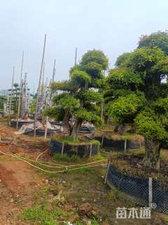 25公分椤木石楠