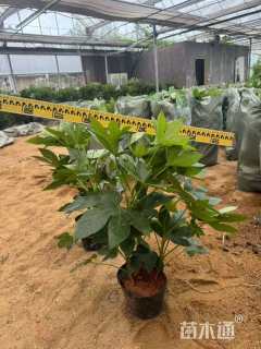 高度70厘米八角金盘