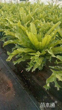 高度20厘米鸟巢蕨