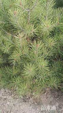 高度100厘米白皮松