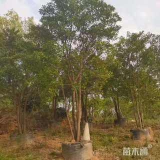 20公分竹节树
