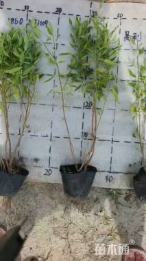 高度45厘米金叶莸