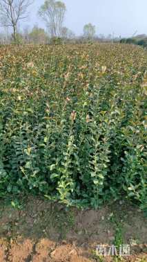 高度70厘米卫矛