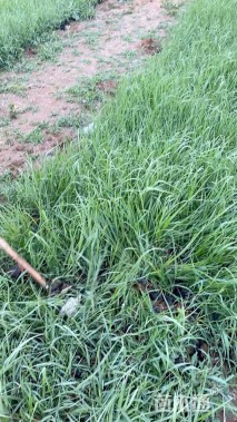 高度40厘米大油芒