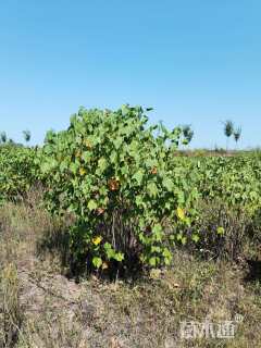 高度200厘米木芙蓉