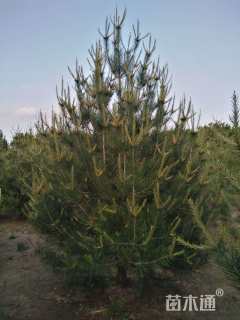 高度250厘米白皮松