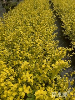 高度40厘米绣线菊
