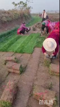 草卷状百慕大草