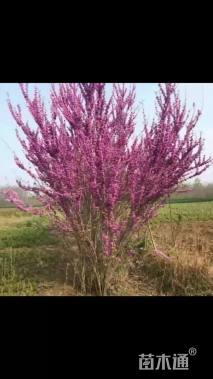高度200厘米丛生紫荆