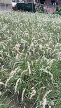 高度80厘米狼尾草