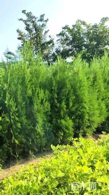 高度150厘米侧柏