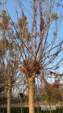 12公分秋紫白蜡