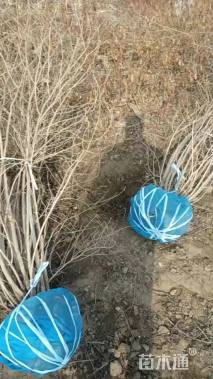 高度800厘米金银木