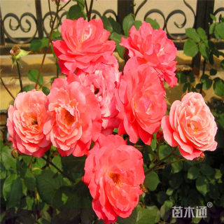 高度50厘米丰花月季